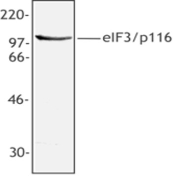 Purified anti-eIF3/p116