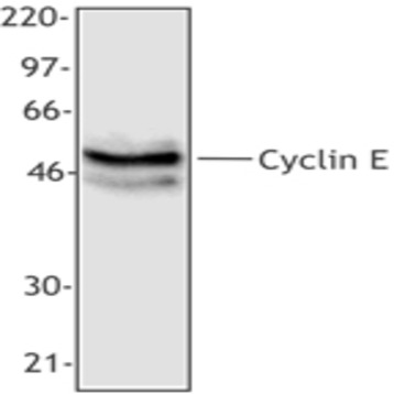 Purified anti-Cyclin E