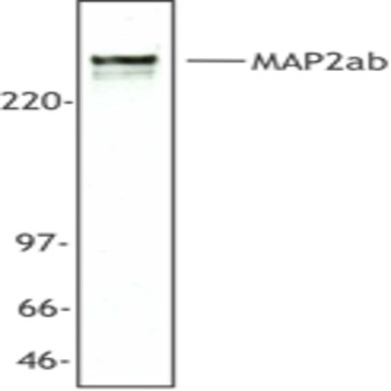 Purified anti-Microtubule Associated Protein 2ab (MAP2ab)