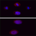 Purified anti-CAK (cdk7) Phospho (Ser164/Thr170)