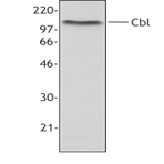 Purified anti-Cbl