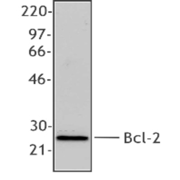 Purified anti-Bcl-2