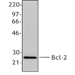 Purified anti-Bcl-2