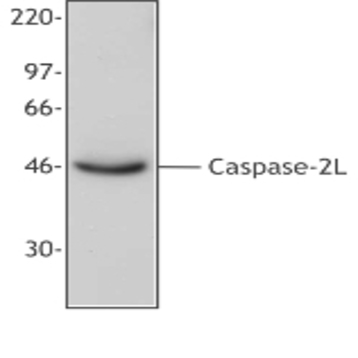 Purified anti-Caspase 2L