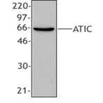 Purified anti-ATIC