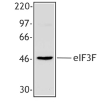 Purified anti-eIF3F