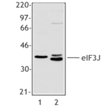 Purified anti-eIF3J