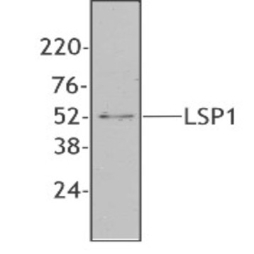 Purified anti-human LSP1