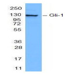 Purified anti-Gli-1