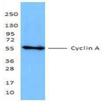 Purified anti-Cyclin A