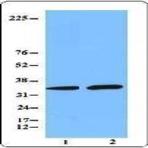 Purified anti-Caspase-1