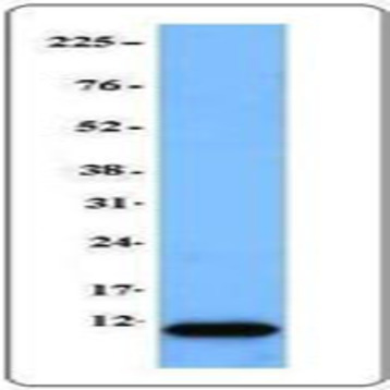 Purified anti-Ubiquitin