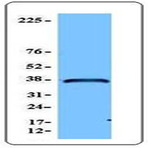 Purified anti-eIF3H (p40)