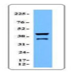 Purified anti-Caspase-11