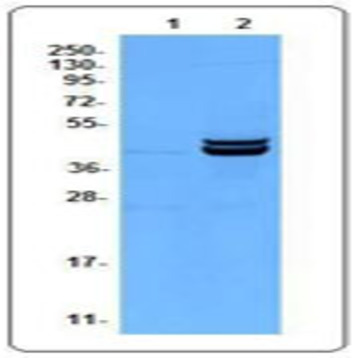 Purified anti-ERK1/2 Phosphorylated (Thr202/Tyr204)