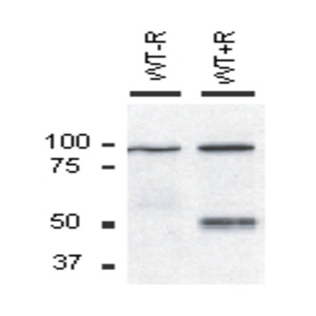 Purified anti-Nhedc2 (NHA2)