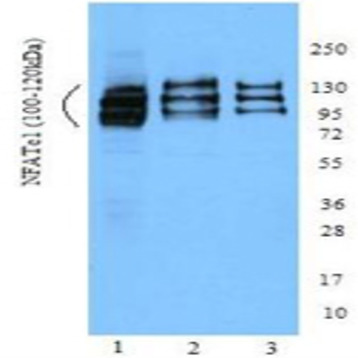 Purified anti-NFATc1