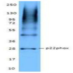 Purified anti-Cytochrome b-245 light chain