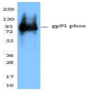 Purified anti-Cytochrome b-245 heavy chain