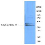 Purified anti-Galectin-9