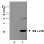 Purified anti-Histone H3 Phospho (Ser10)