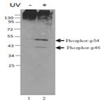 Purified anti-JNK Phospho (Thr183/Tyr185)