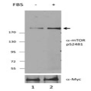 Purified anti-mTOR Phospho (Ser2481)