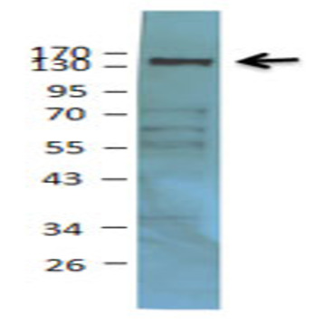 Purified anti-HDAC6