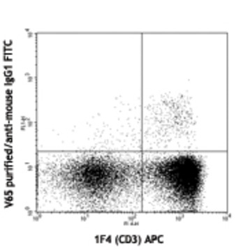 Purified anti-rat TCR gamma/delta