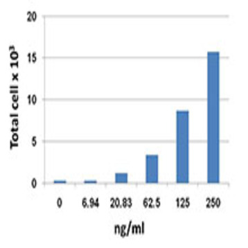 Recombinant Human CCL19 (MIP-3beta) (carrier-free)