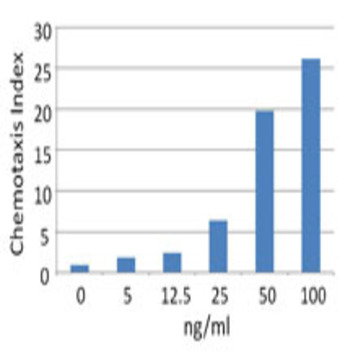 Recombinant Human CCL3 (MIP-1alpha) (carrier-free)