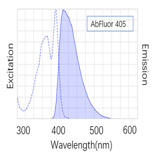 Anti-Lamin B1 Monoclonal Antibody (15T1) , AbFluor™ 405 Conjugated