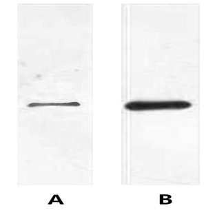 Anti-His Tag Rabbit Polyclonal Antibody