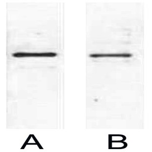 Anti-S Tag Mouse Monoclonal Antibody (9T10)