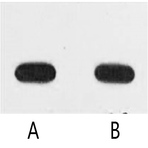 Anti-Avi-Tag Monoclonal Antibody (5G11)