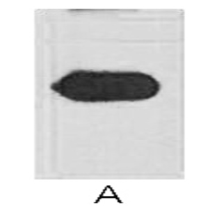 Anti-mOrange Monoclonal Antibody (9A10)