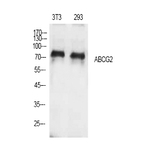 ABCG2 Polyclonal Antibody