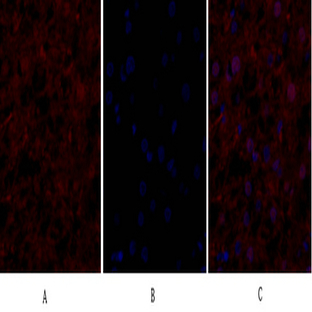 eIF2? Polyclonal Antibody