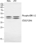 ERK 1/2 (phospho Thr202/Y204) Polyclonal Antibody