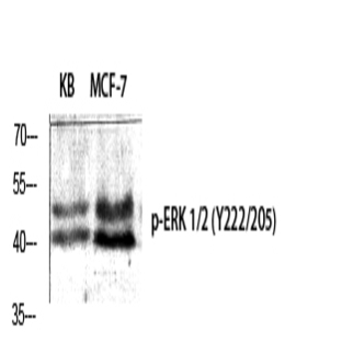 ERK 1/2 (phospho Tyr222/205) Polyclonal Antibody