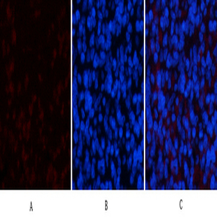 ERK1 Mouse Monoclonal Antibody(5E9)