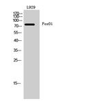 FoxO1 Polyclonal Antibody