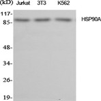 HSP90A Polyclonal Antibody