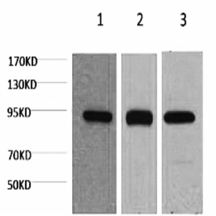 HSP90? Monoclonal Antibody