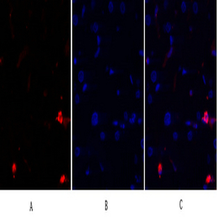 JNK1/2/3 Polyclonal Antibody