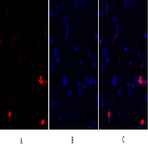 JNK1/2/3 Polyclonal Antibody