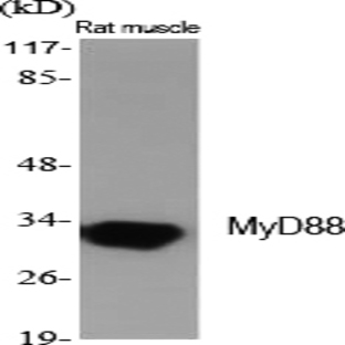 MyD88 Polyclonal Antibody