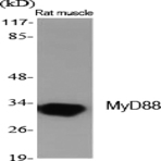 MyD88 Polyclonal Antibody