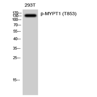 MYPT1 (phospho Thr853) Polyclonal Antibody