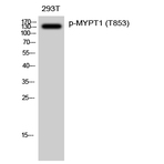 MYPT1 (phospho Thr853) Polyclonal Antibody